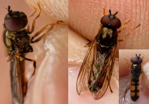 Platycheirus clypeatus